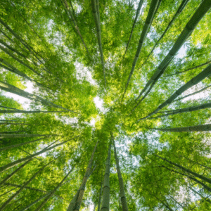 A Energia da Vida e a Força Cósmica da Natureza